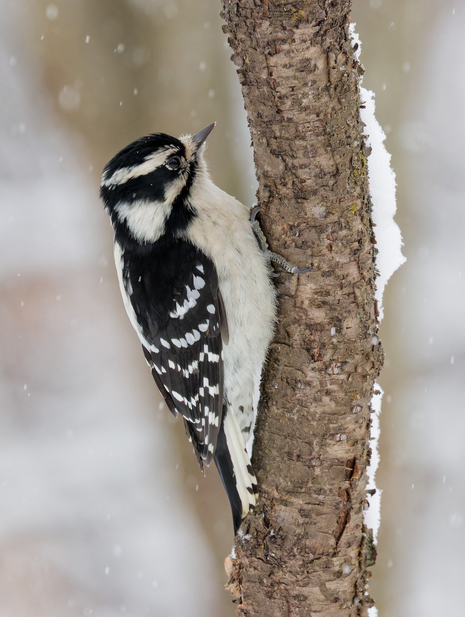 Downy Woodpecker - ML646848484