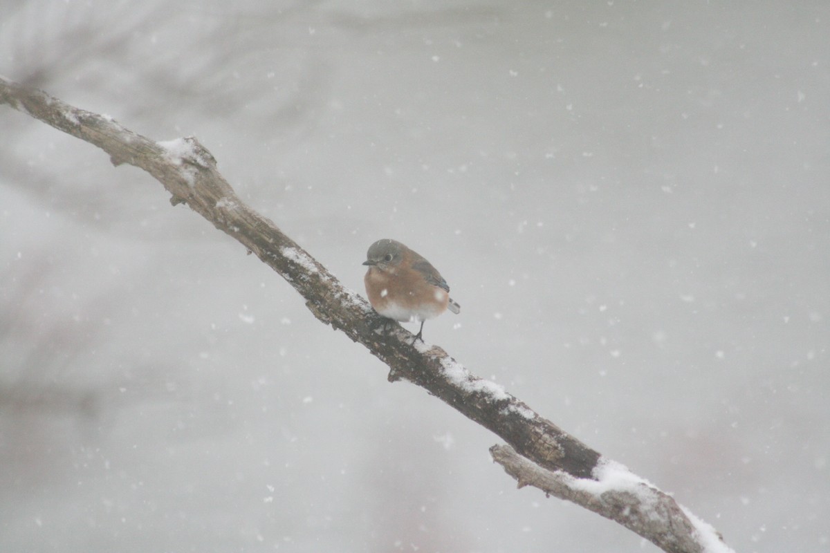 Блакитник східний - ML646848485