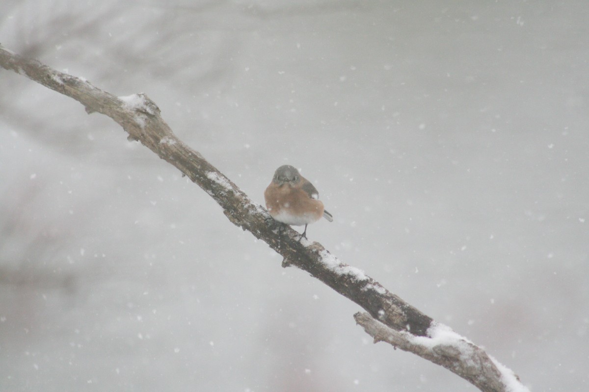Блакитник східний - ML646848486