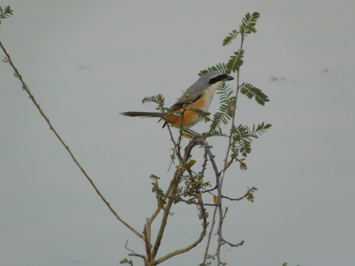 Long-tailed Shrike - ML646848487