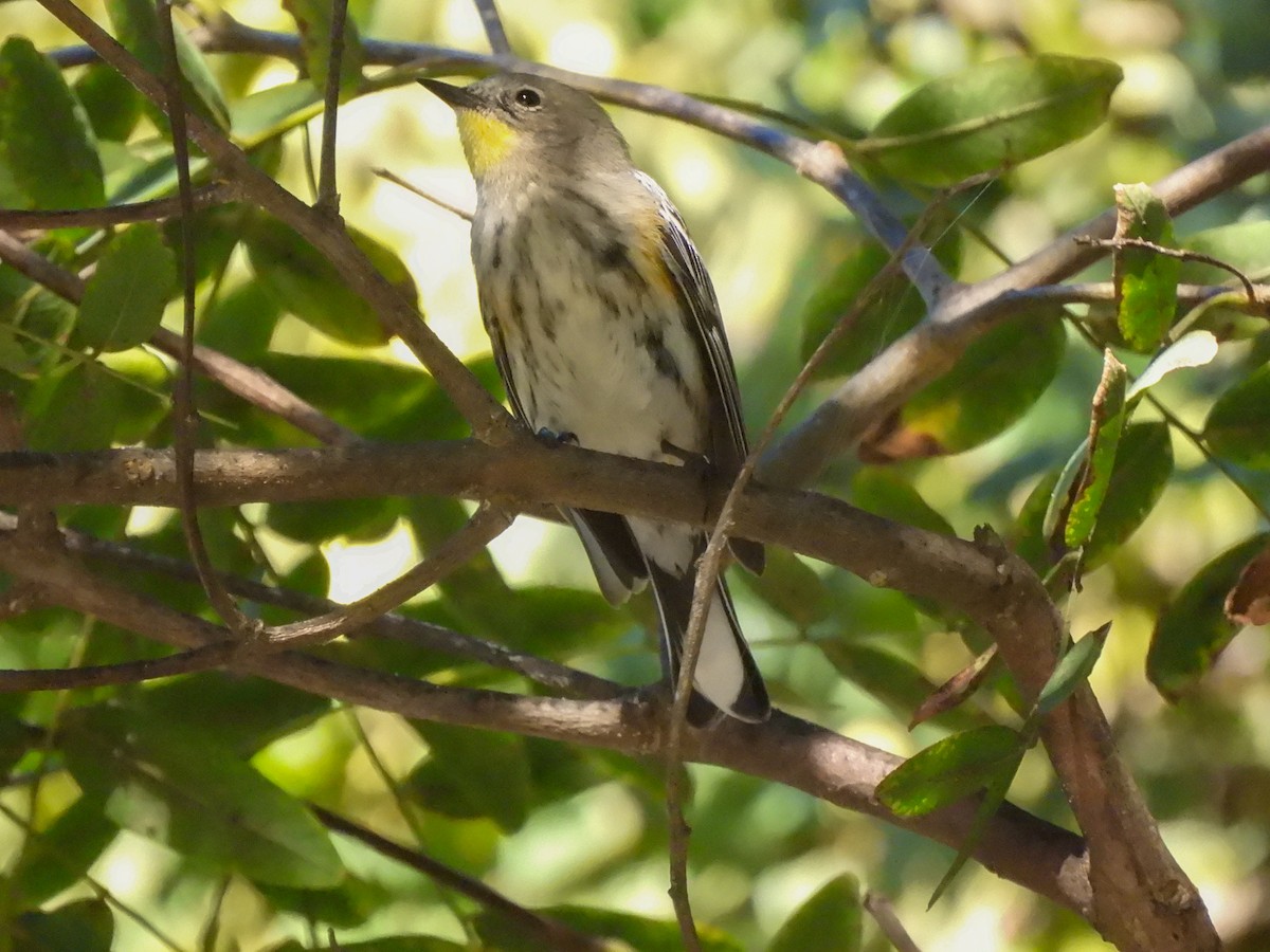 Пісняр-лісовик жовтогузий - ML646848488