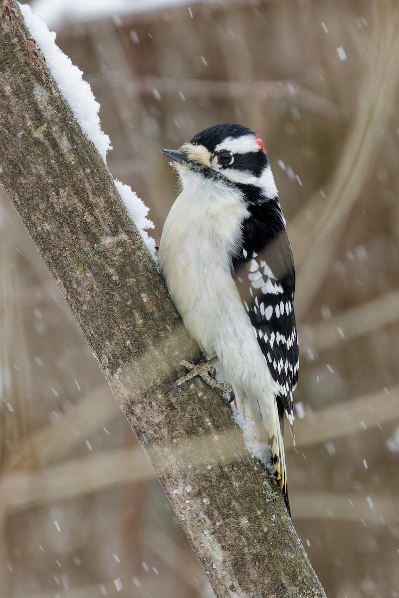 Downy Woodpecker - ML646848489