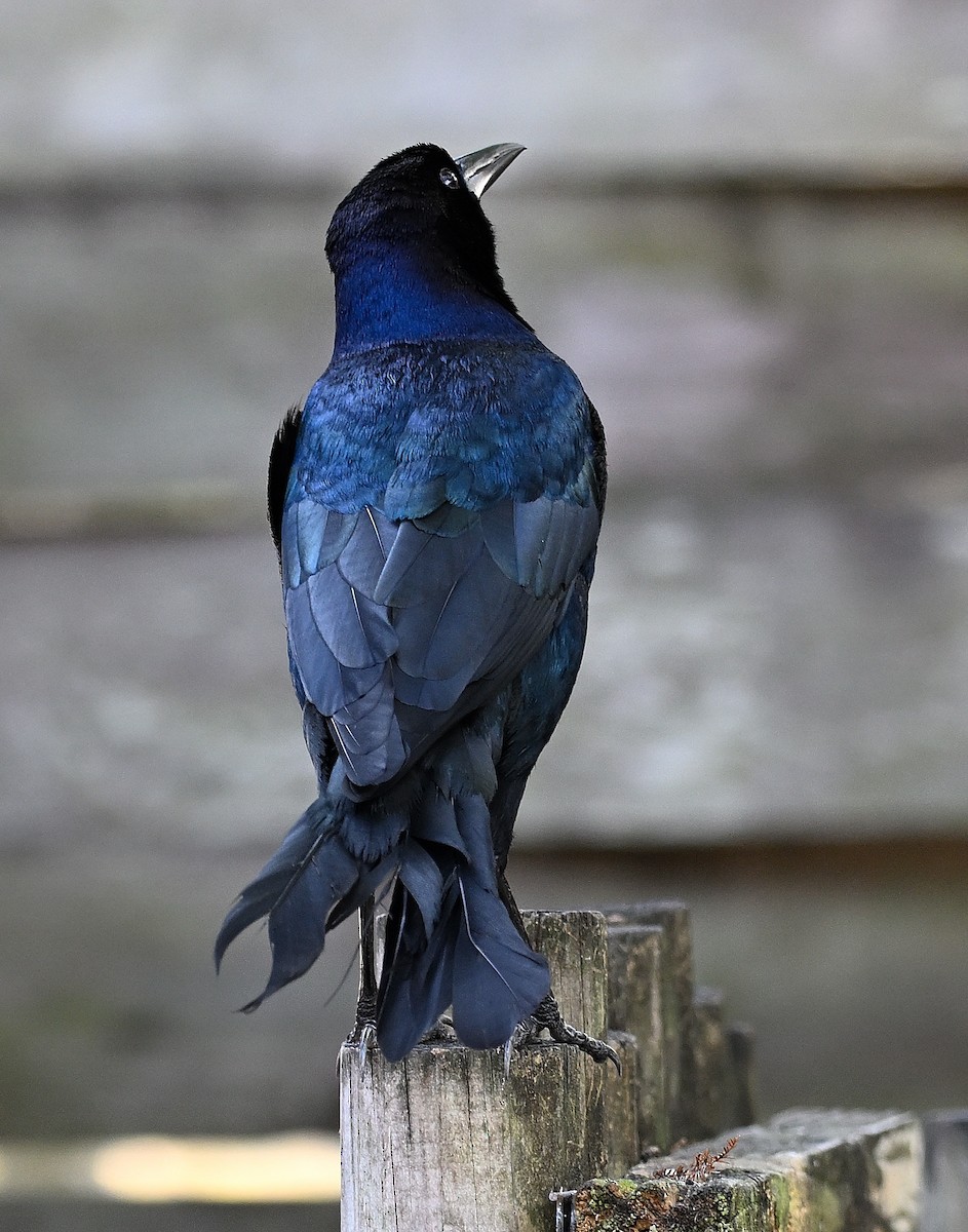 vlhovec člunoocasý - ML646848490