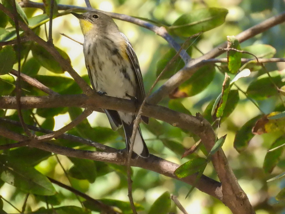 Пісняр-лісовик жовтогузий - ML646848492