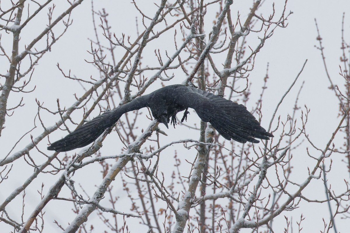 Common Raven - ML646848493