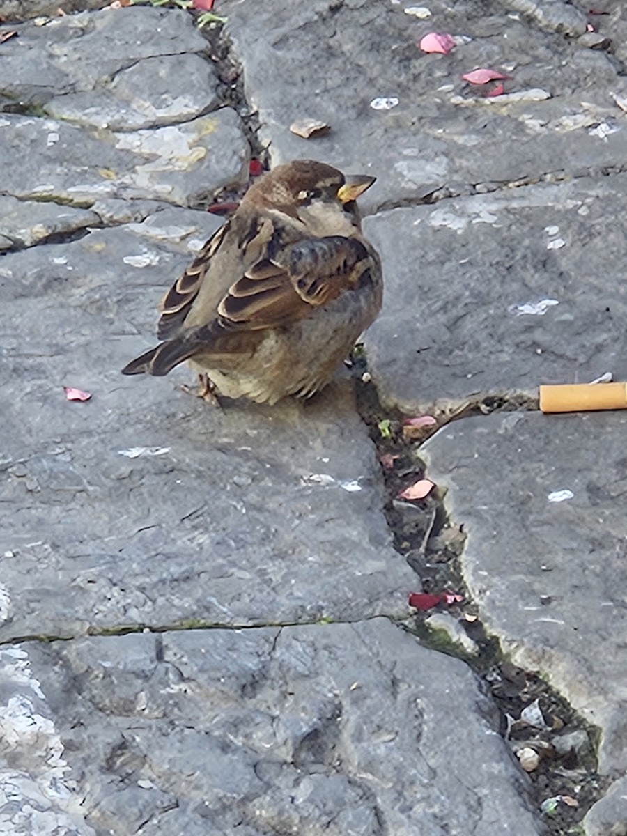 Горобець італійський - ML646848496