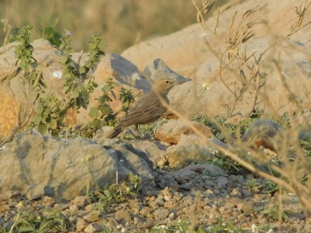 Rufous-tailed Lark - ML646848502