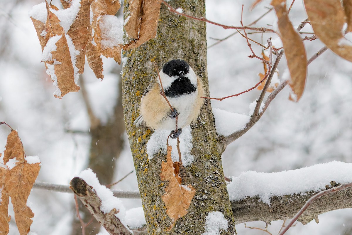 Black-capped Chickadee - ML646848504