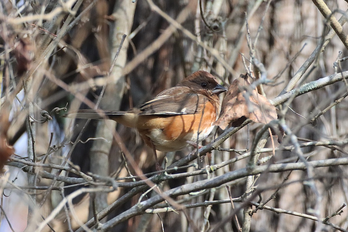 Eastern Towhee - ML646848505