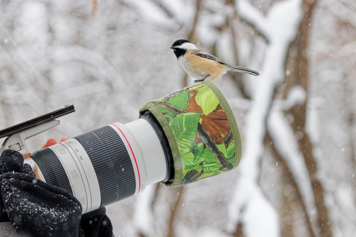 Black-capped Chickadee - ML646848506