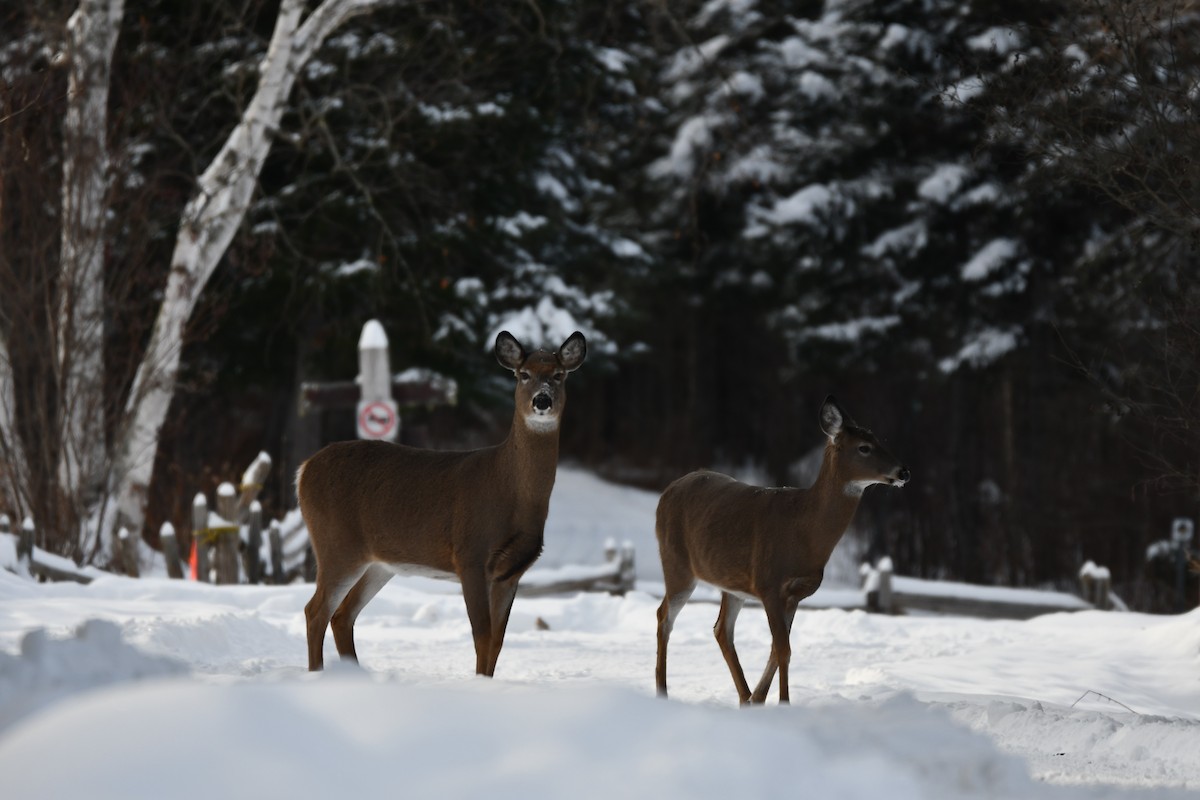 Cervo coda bianca - ML646848511
