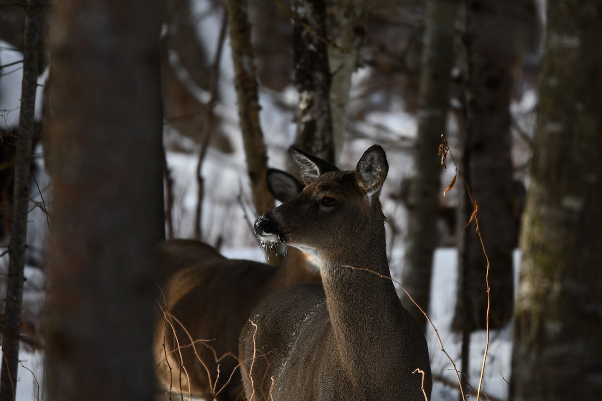 Cervo coda bianca - ML646848512