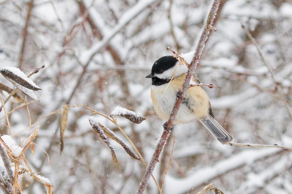 Black-capped Chickadee - ML646848514