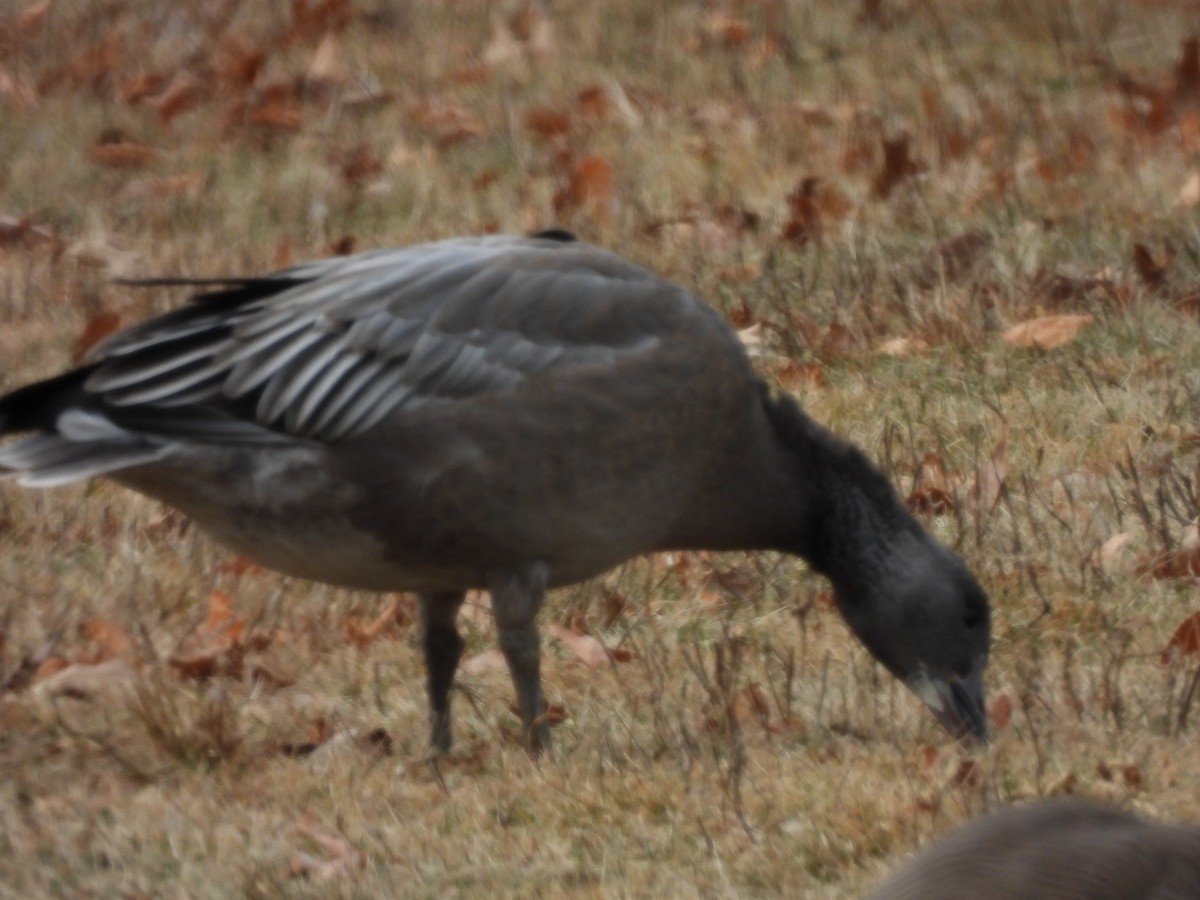 Snow Goose - ML646848518