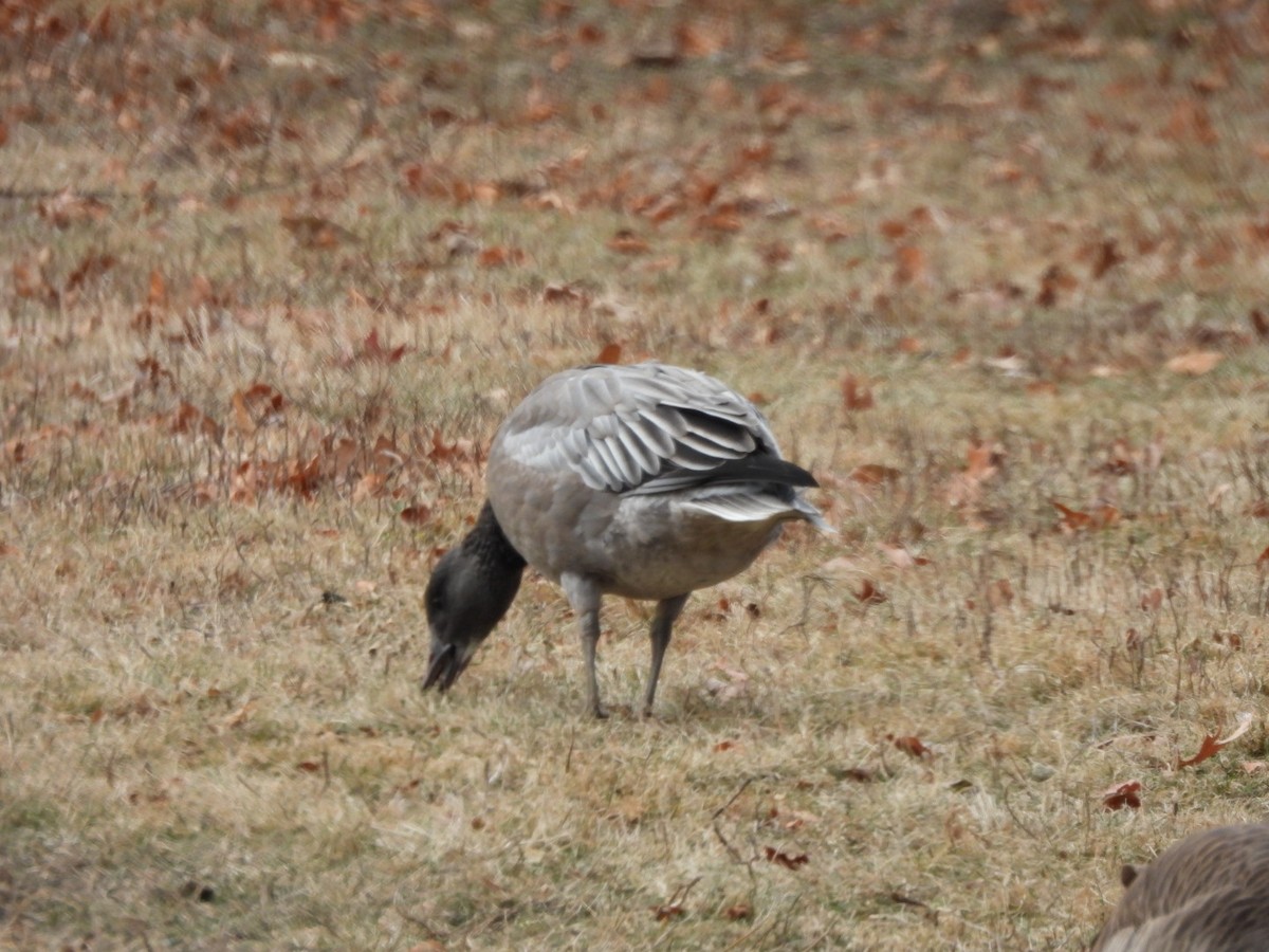 Snow Goose - ML646848519