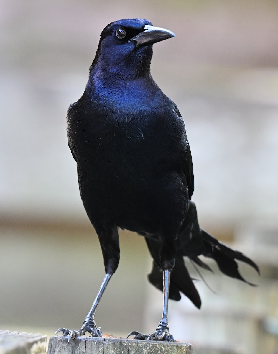 vlhovec člunoocasý - ML646848520