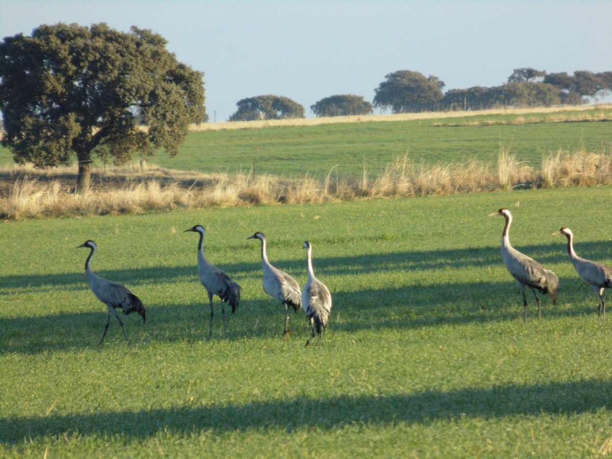 Хархираа тогоруу - ML646848521