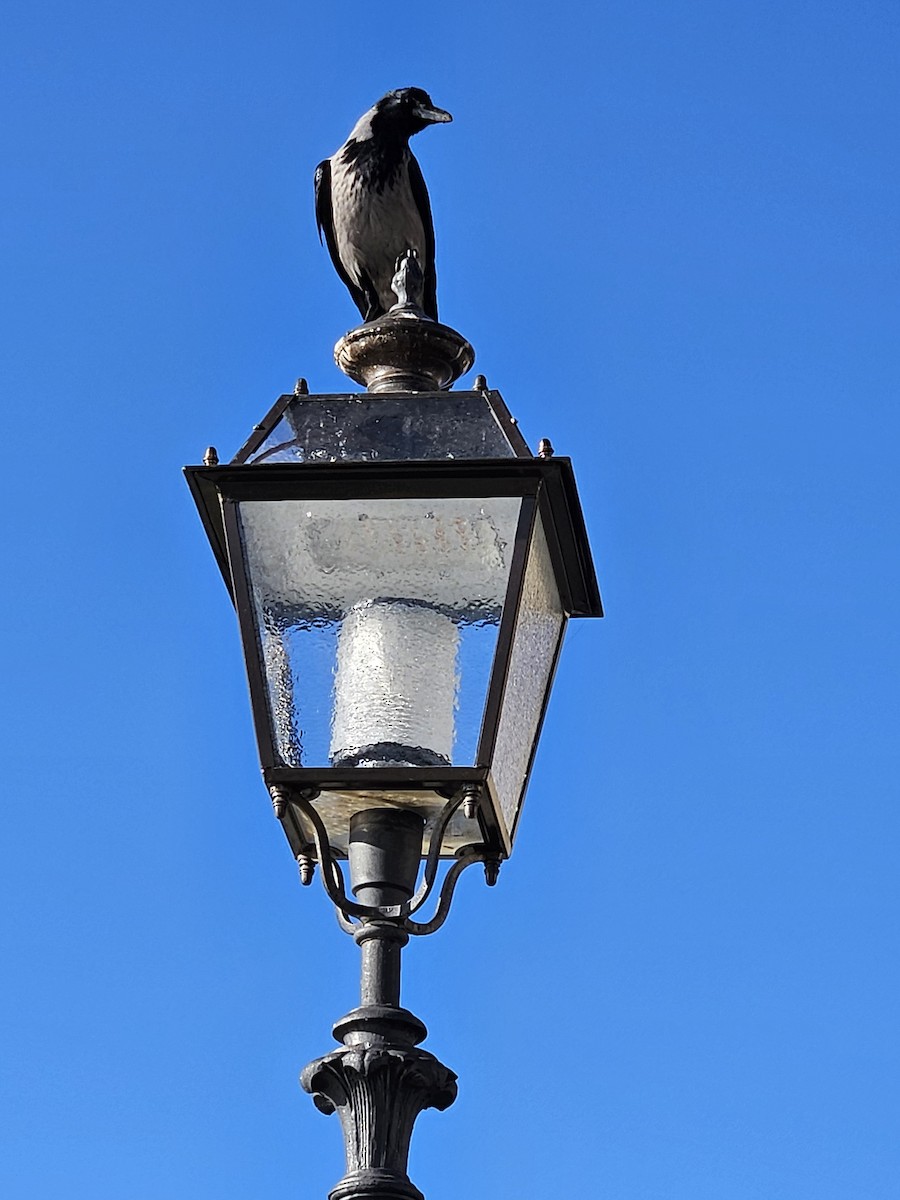 Hooded Crow - ML646848522