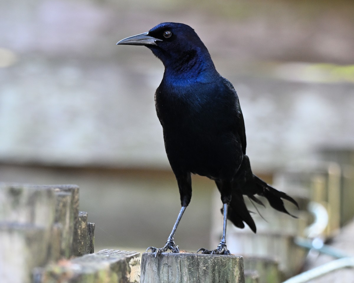 vlhovec člunoocasý - ML646848523