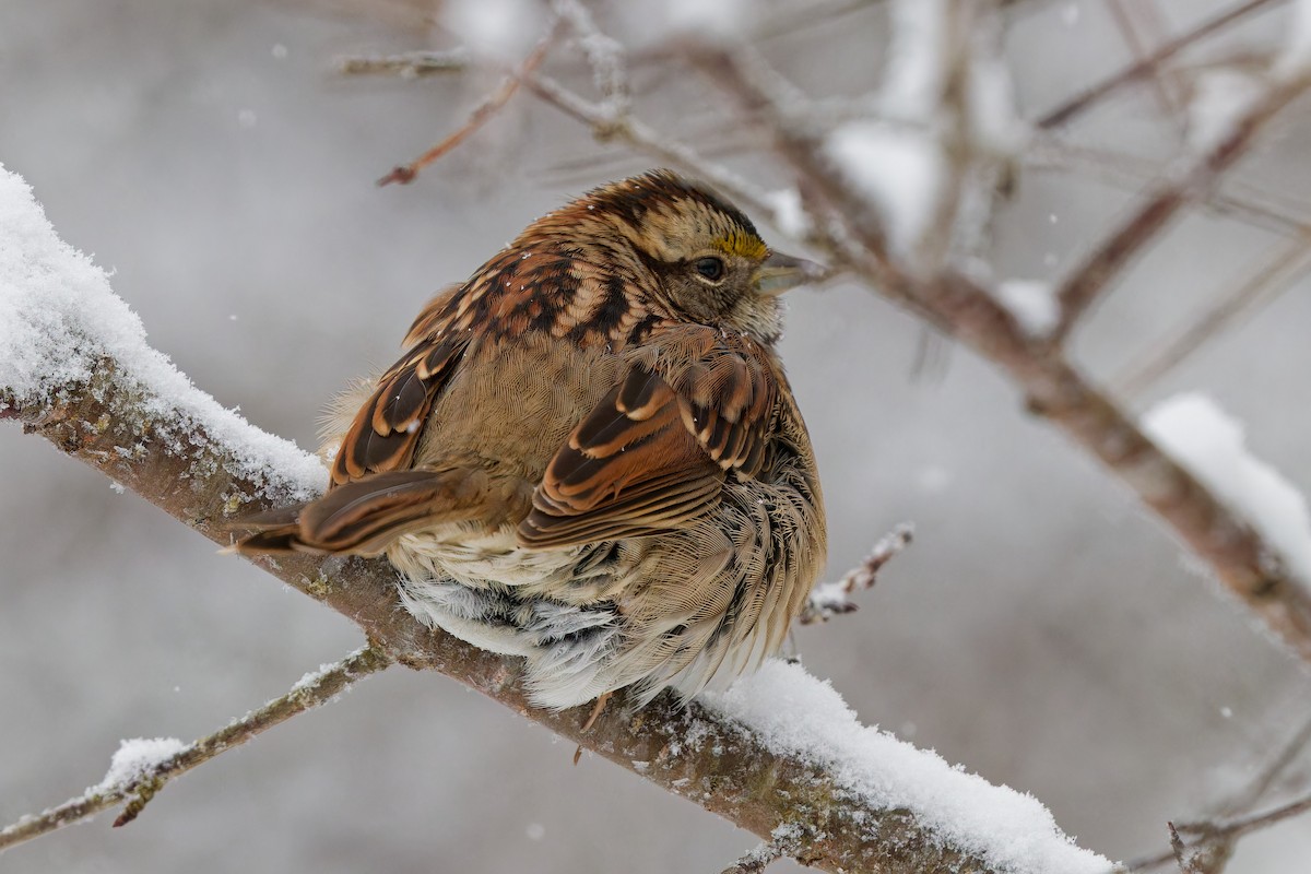 White-throated Sparrow - ML646848527