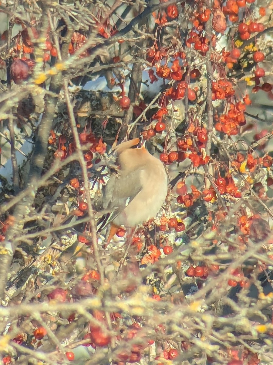 Beccofrusone - ML646848528