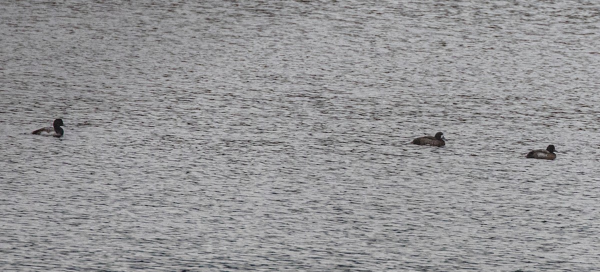 צולל ימי - ML646848533