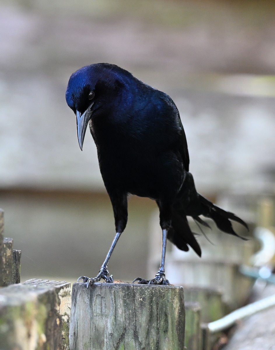 vlhovec člunoocasý - ML646848534