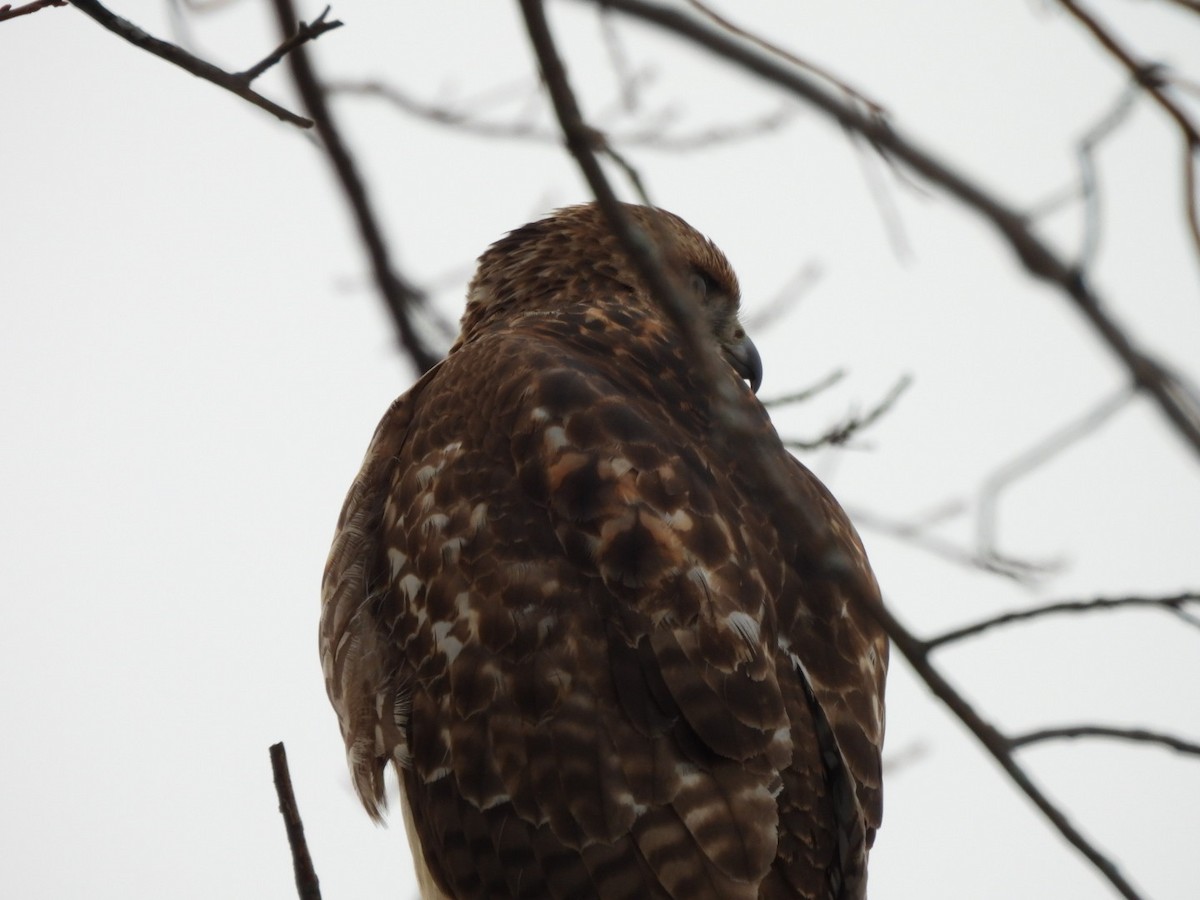 Red-tailed Hawk - ML646848535