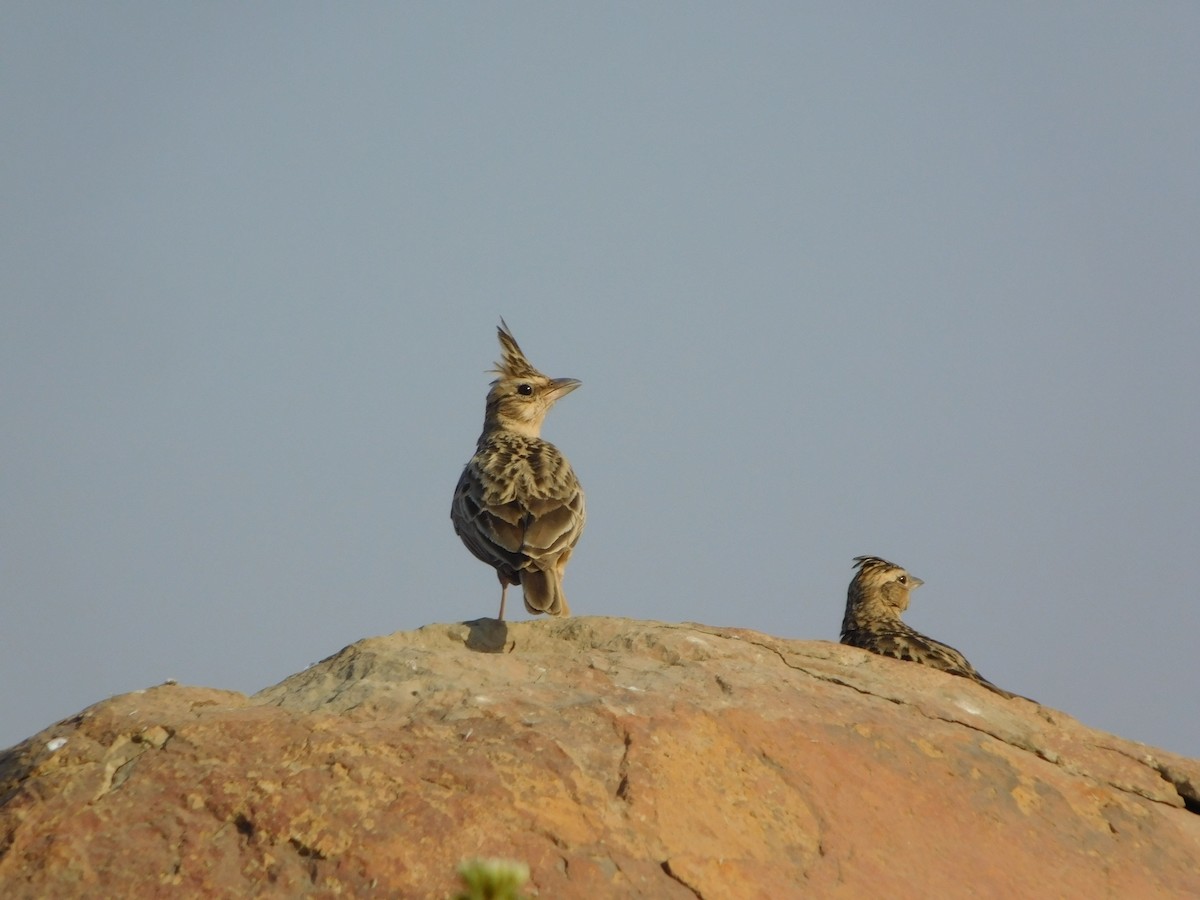 Malabar Lark - ML646848538