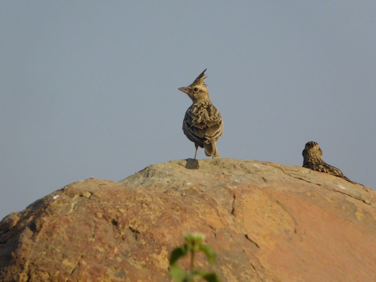 Malabar Lark - ML646848539