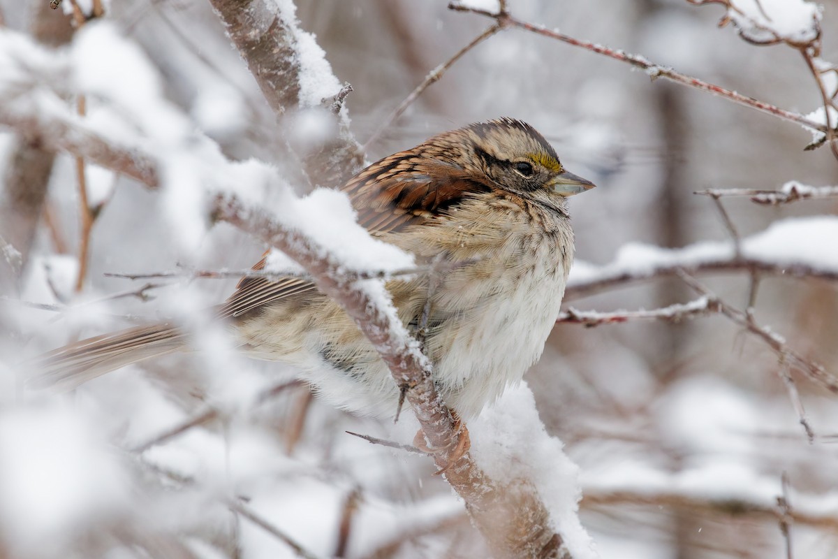 White-throated Sparrow - ML646848540