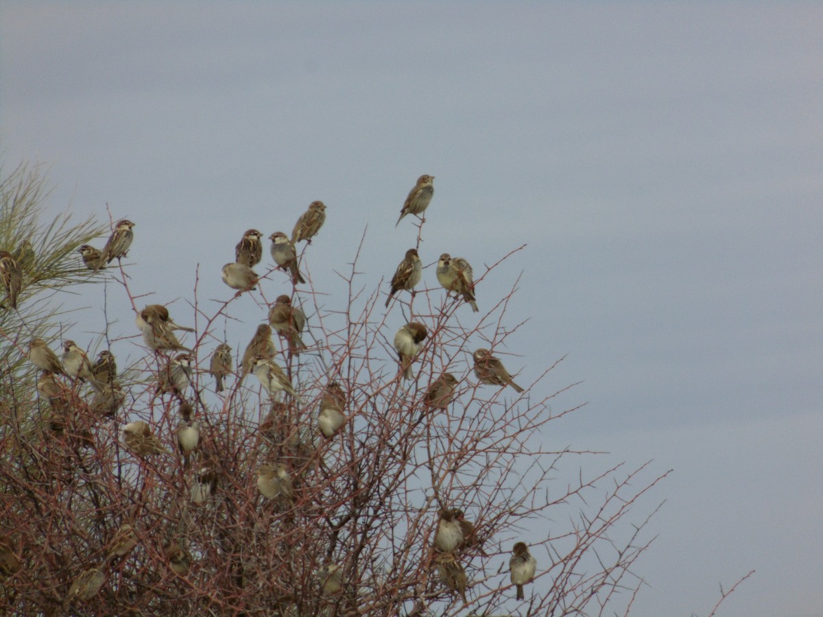 Spanish Sparrow - ML646848547