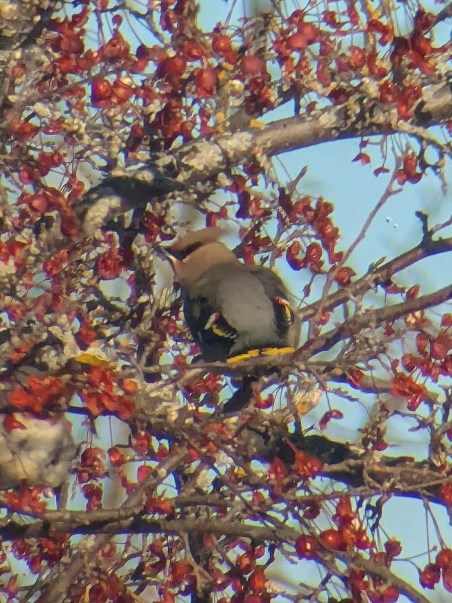 Ampelis Europeo - ML646848548