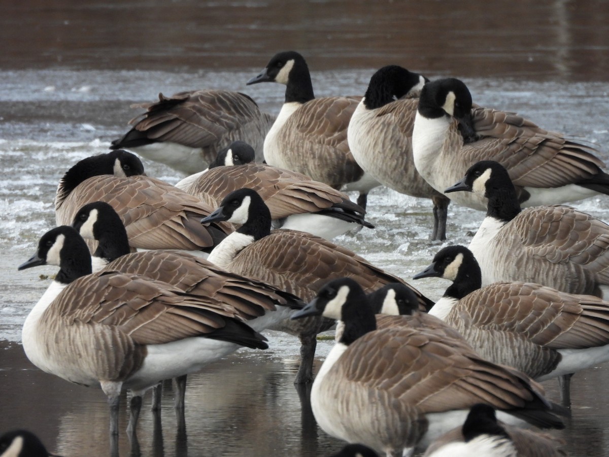 Canada Goose - ML646848549