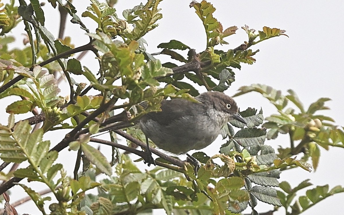 Желтоглазая пипира - ML646848551