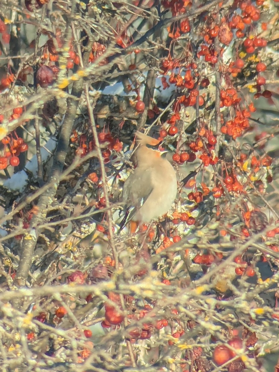 Ampelis Europeo - ML646848553