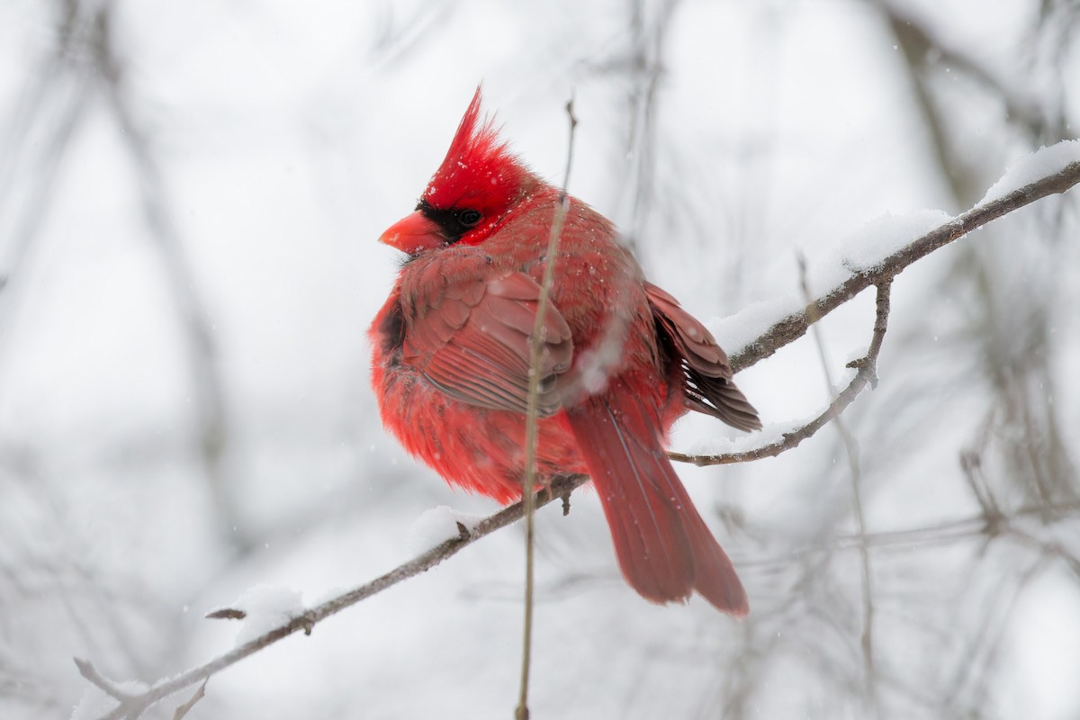 Northern Cardinal - ML646848554