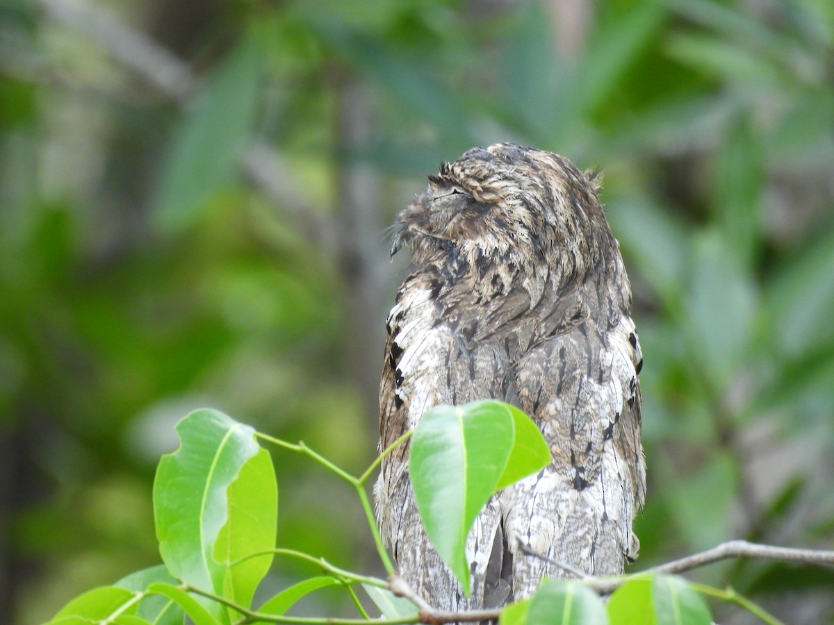 Klagetagschläfer - ML646848555