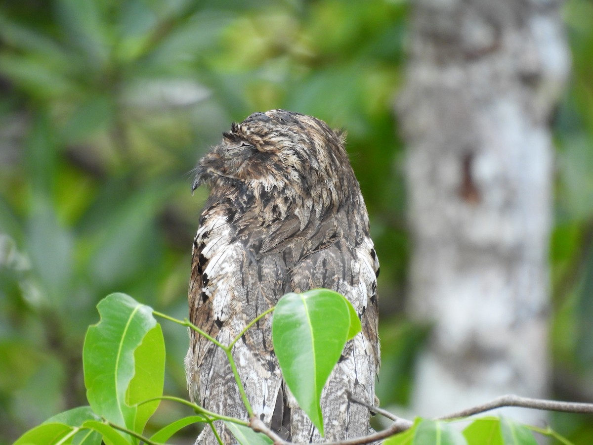 Klagetagschläfer - ML646848556