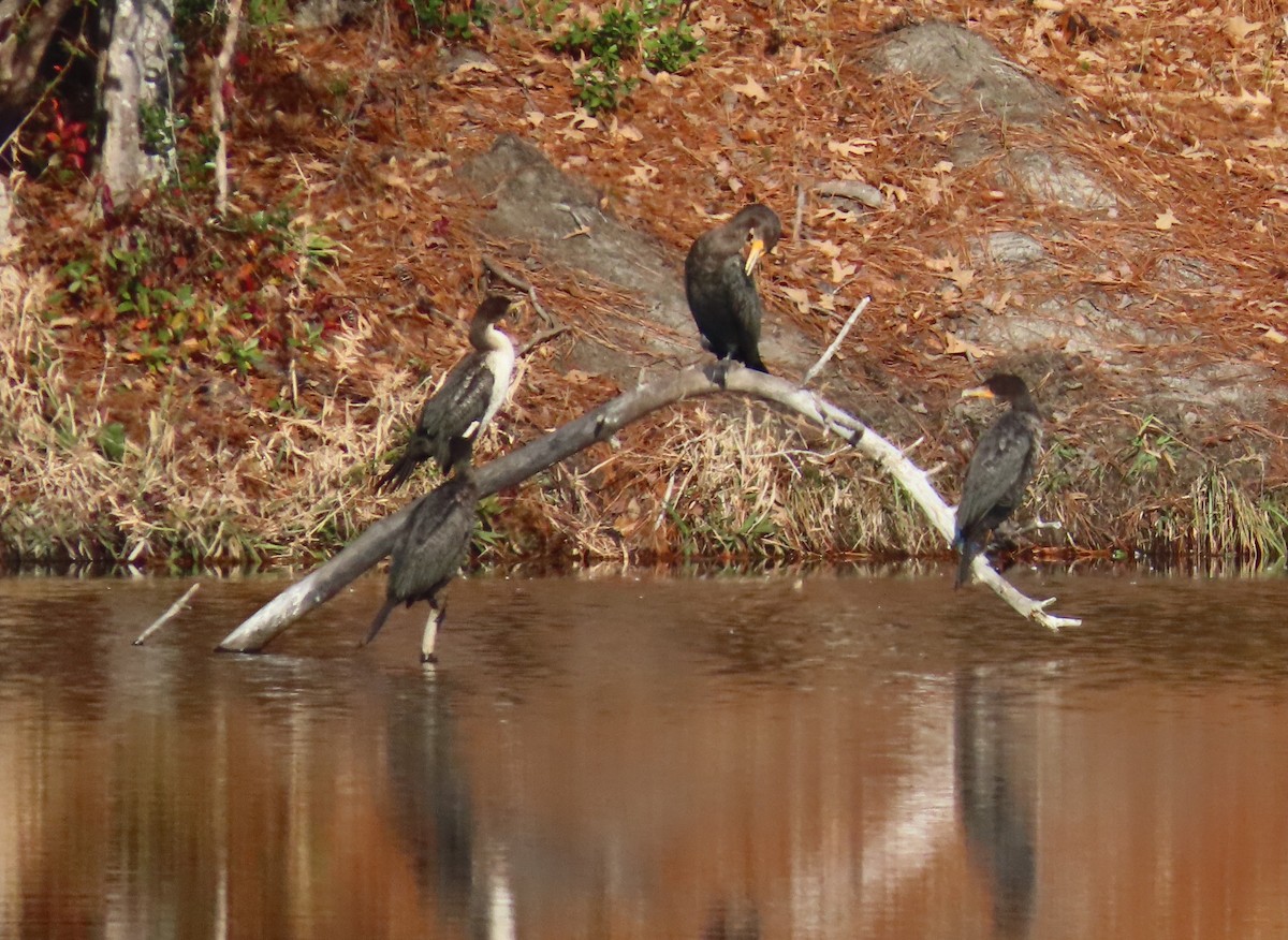 Double-crested Cormorant - ML646848557