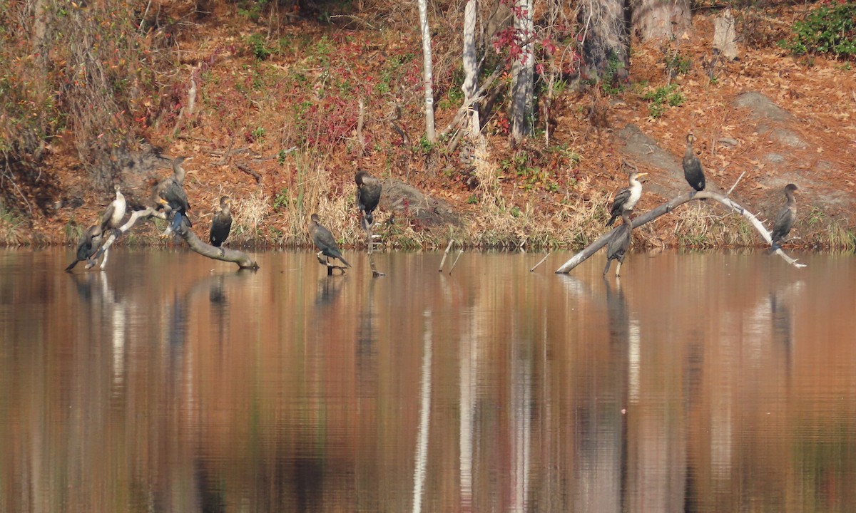 Double-crested Cormorant - ML646848558