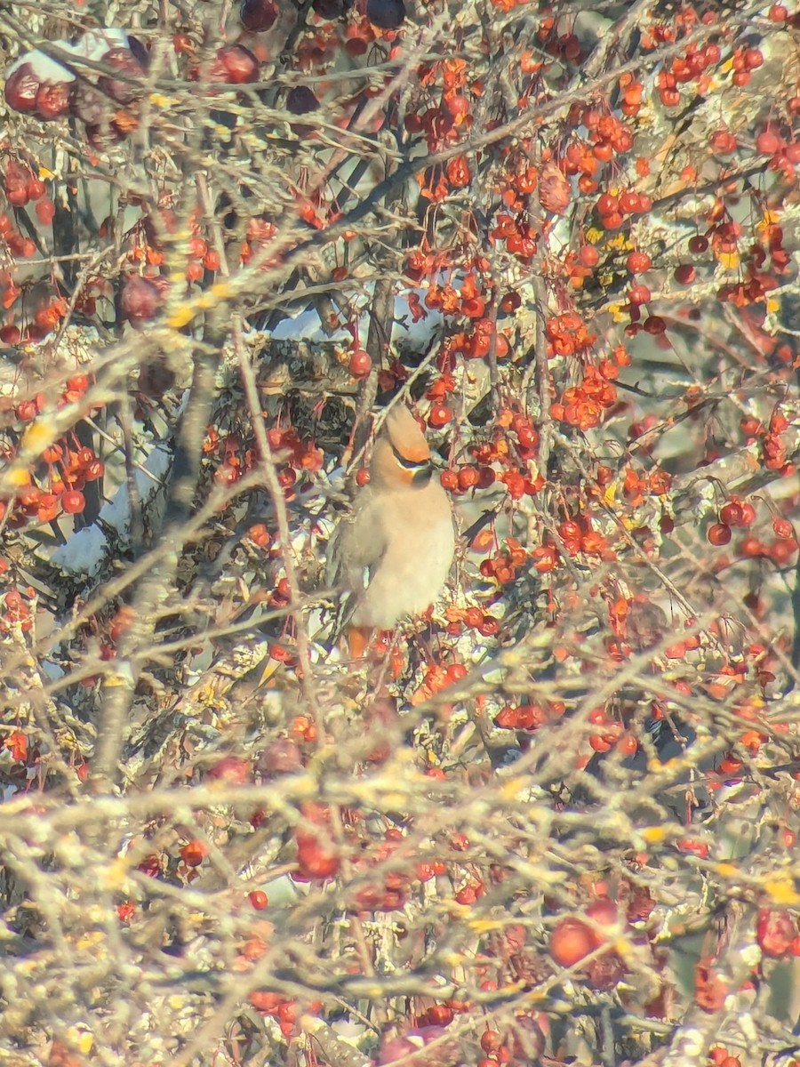 Ampelis Europeo - ML646848561