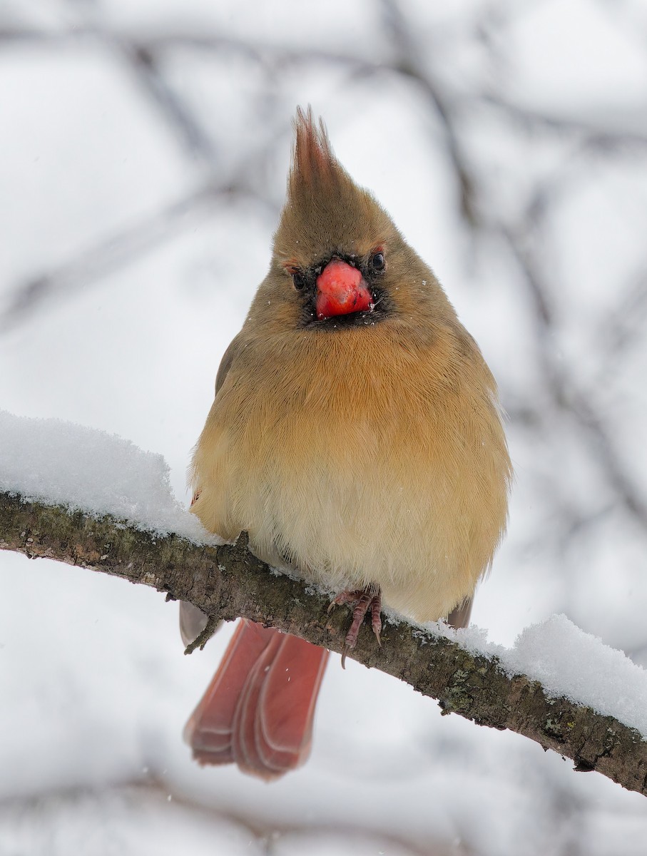 Northern Cardinal - ML646848563