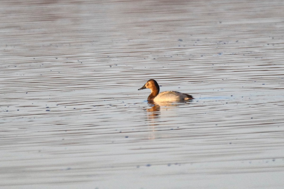 polák dlouhozobý - ML646848564