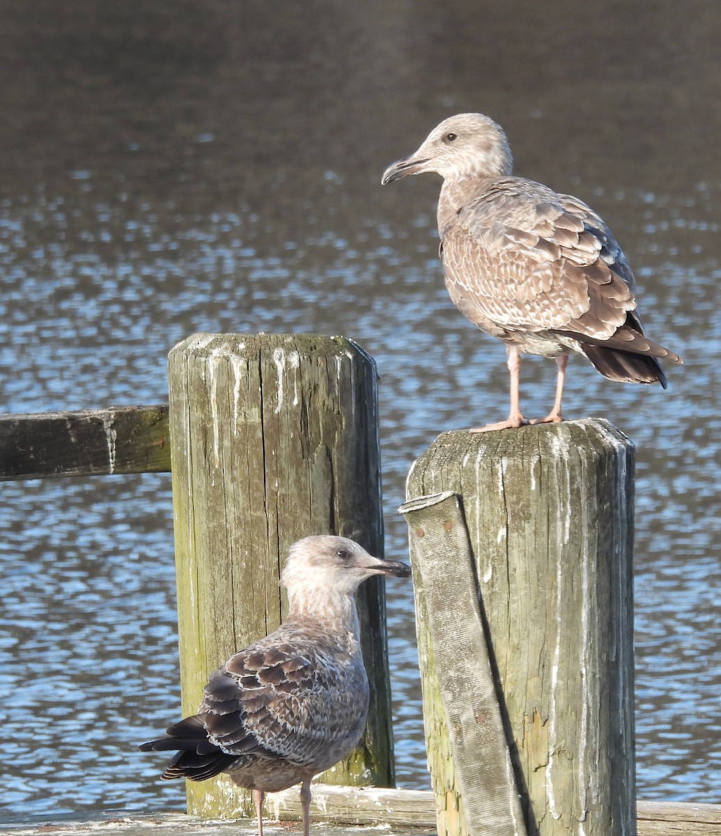 Kanadamöwe - ML646848565