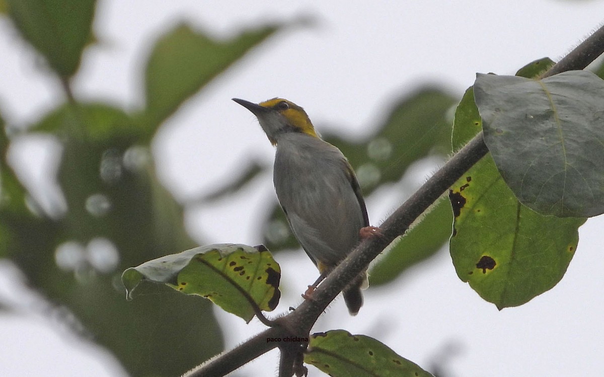 Yellow-browed Camaroptera - ML646848566
