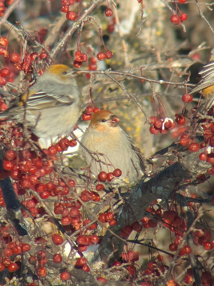 Ciuffolotto delle pinete - ML646848570