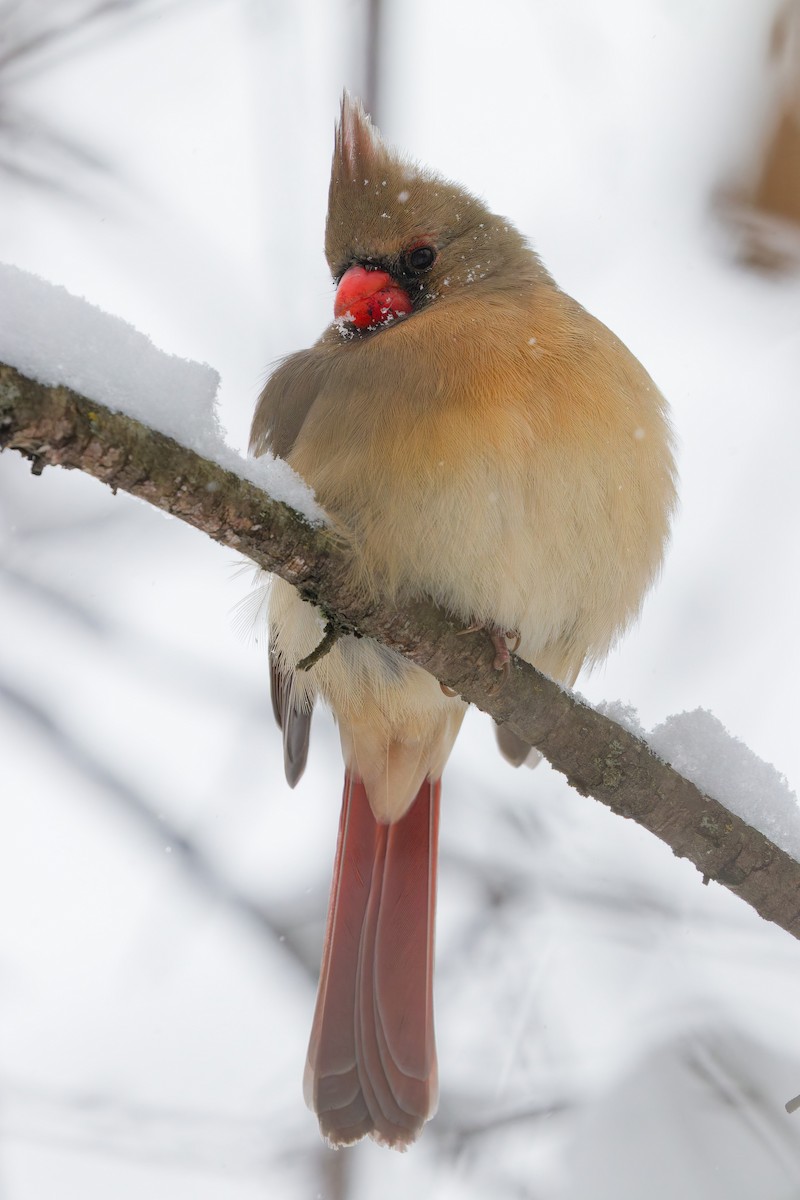 Northern Cardinal - ML646848571