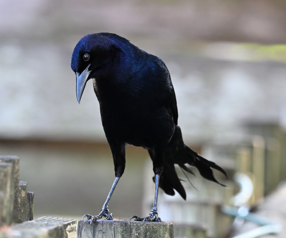 vlhovec člunoocasý - ML646848576