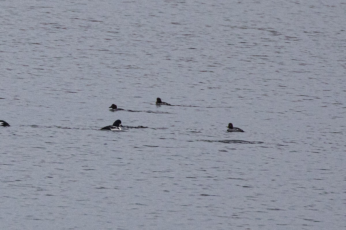 Barrow's Goldeneye - ML646848577